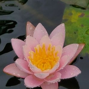 Meet your Posher, Joyce